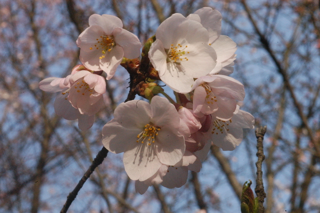 染井吉野